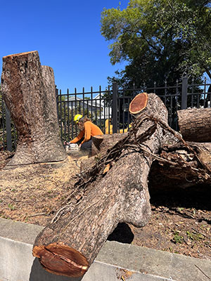 Tree service in Tampa Bay