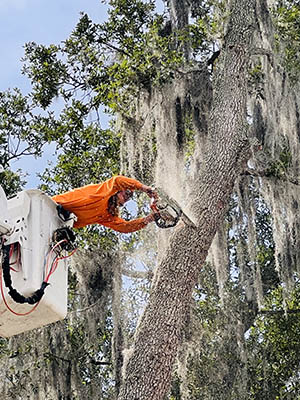 Tree trimming services in Tampa