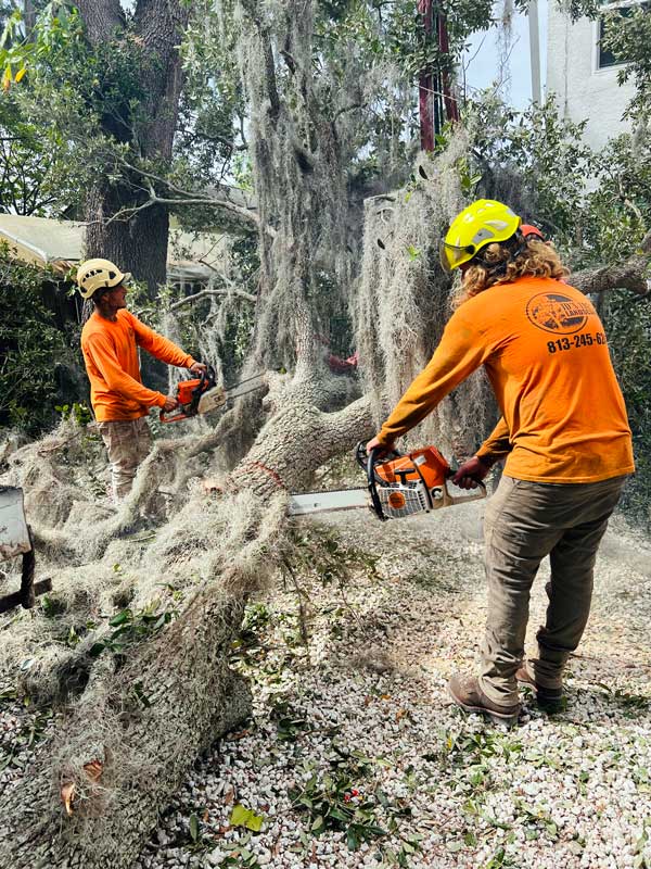 Tree removal company in Brandon JD's Tree Service